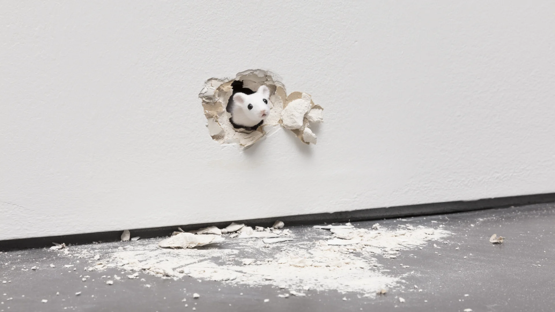 A mouse emerging through a plaster wall