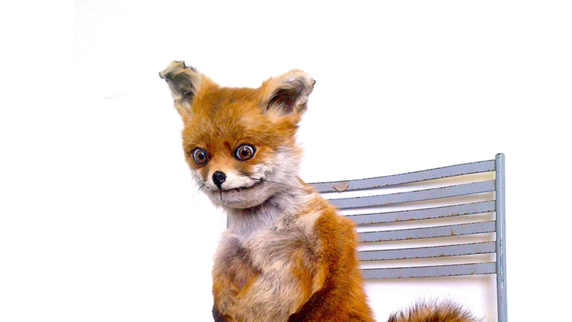 A fox sitting on a bench
