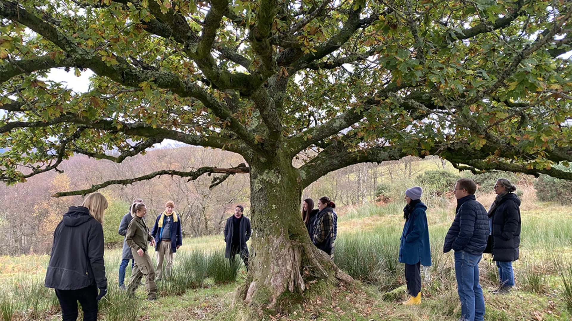 People standing around a large tree